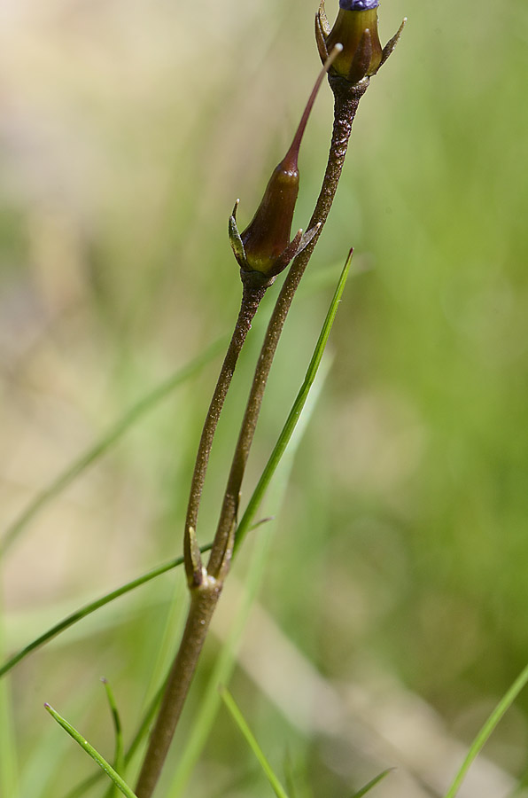 Di che fiore �? : Gentiana sp.